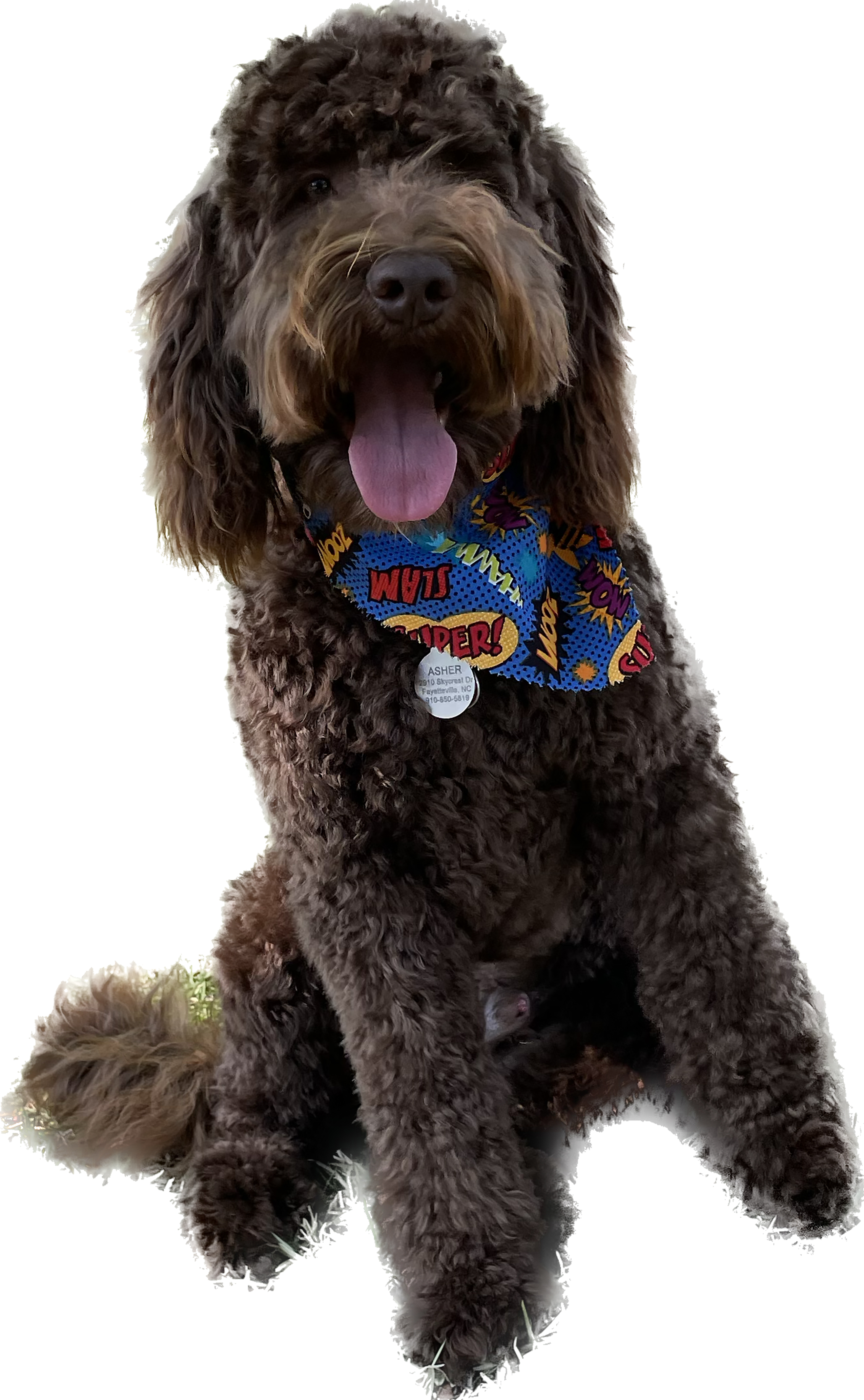 Loving Labradoodle who loves his family and running around