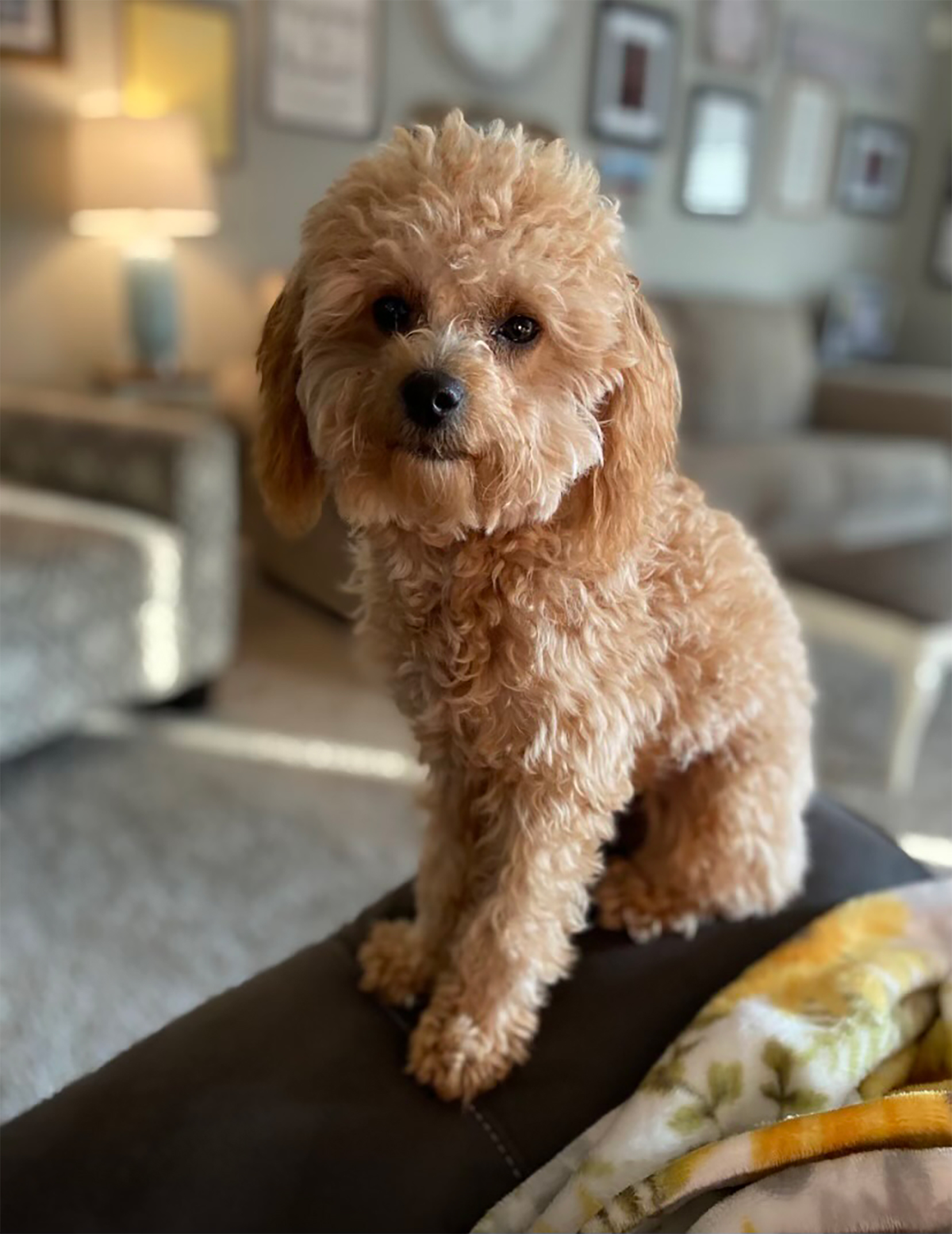 Affectionate Cavapoo with a talent for agility training.