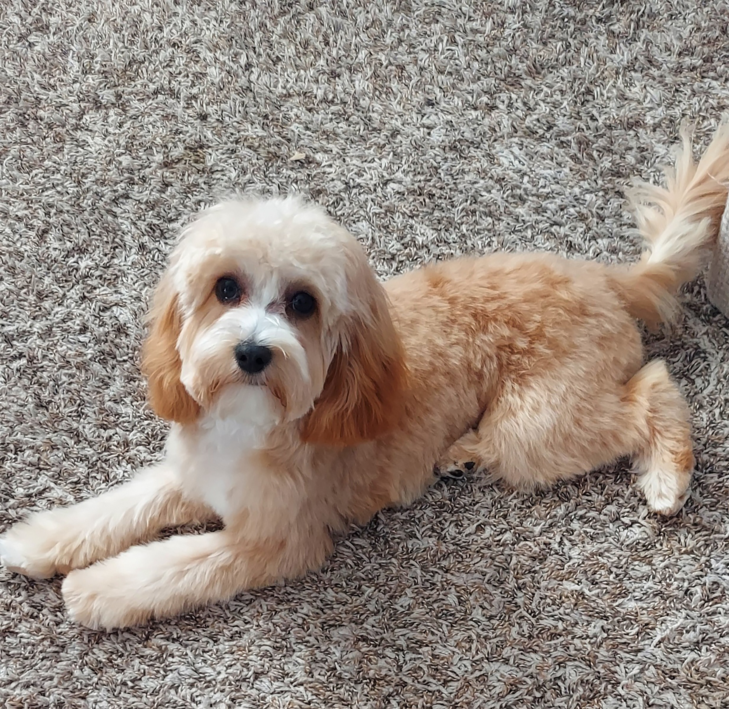 Affectionate and easy going Labradoodle who loves her humans and toys