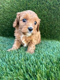 Male Cavapoo puppy on artificial grass