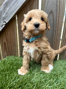 Labradoodle puppy with a beautiful coat