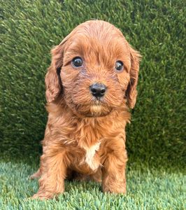 Male Cavapoo puppy sitting on grass