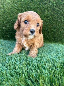 Male Cavapoo puppy on artificial grass