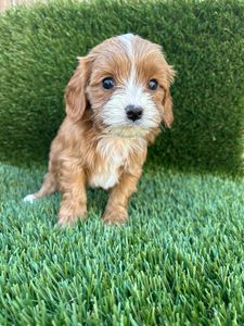 Male Cavapoo puppy with white and brown markings