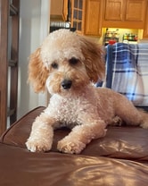 Fun-loving Cavapoo who is a bit spoiled and loves it.