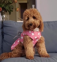 Loving and affectionate Labradoodle who loves attention.