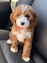 One of a kind Cavapoo who has a tiny mischievous side