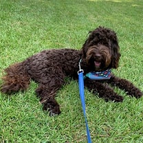 Playful Cavapoo with a loving personality and soft, fluffy coat.