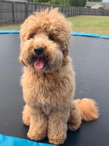 Sweet Labradoodle who loves his human