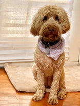 Easy going and smart Labradoodle who loves toys and humans