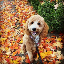 Curious and fun Labradoodle who loves playing outside