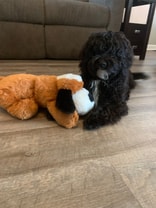 Affectionate Cavapoo who loves car rides and her racoon.