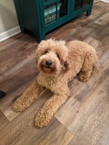 Family and farm loving Labradoodle