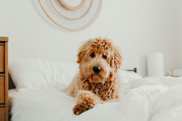 Miniature Goldendoodle