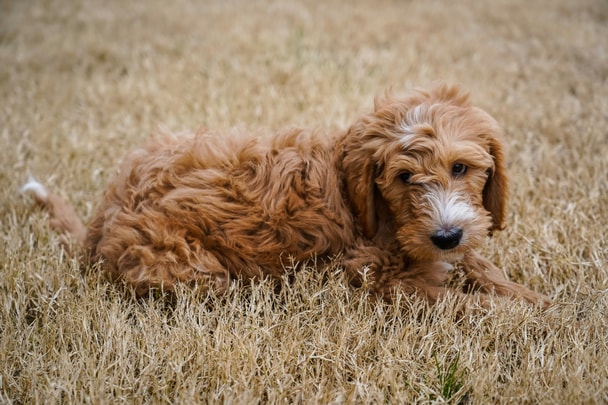 Miniature Goldendoodle